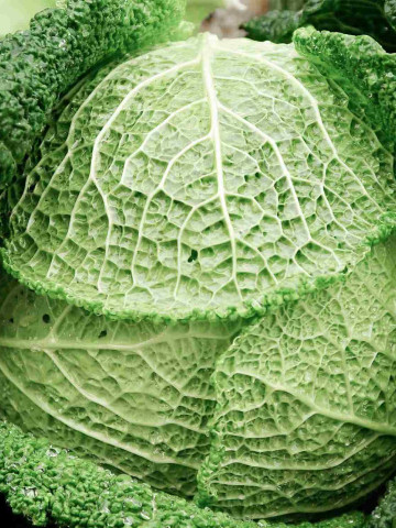 Convoy F1 - 2500 sem - Seminte de varza creata cu maturitate dupa 75 de zile si o greutate de 2 kg fiind rezistenta la crapare de la Takii Seeds