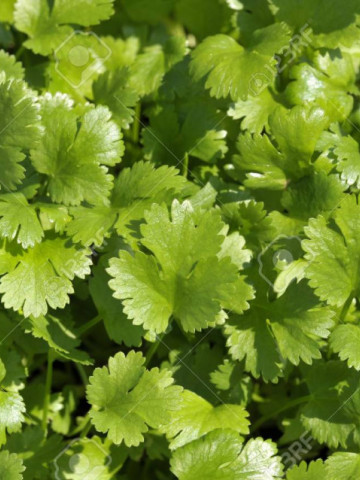 Coriandru (300 seminte), planta anuala aromatica si medicinala, Agrosem