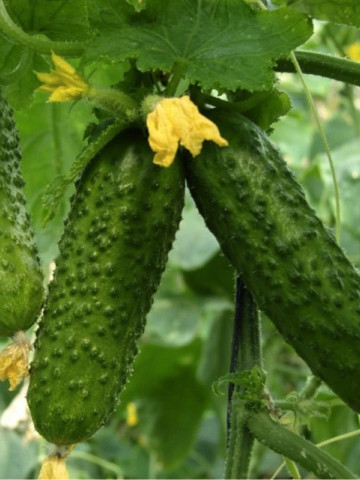 Cornichon de Paris (2 gr) seminte de castraveti cornison extratimpurii, Opal