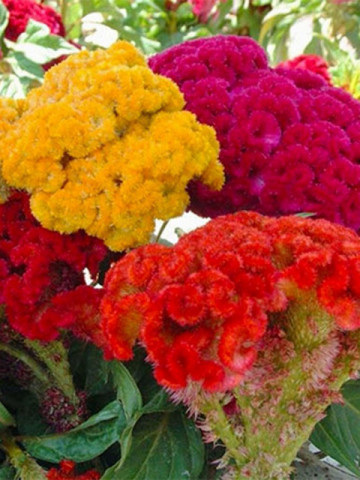 Creasta Cocosului batuta mix (440 seminte) planta anuala, flori viu colorate, galbene, rosii, roz, Agrosem