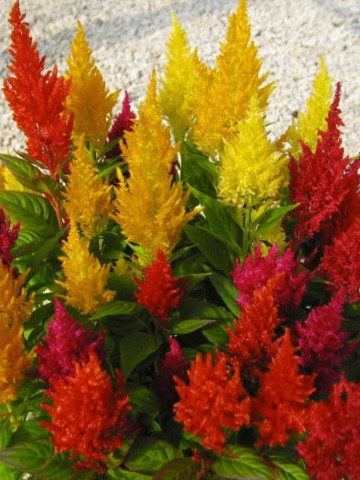 Creasta Cocosului plumosa mix (0.4 gr) seminte de planta anuala cu flori viu colorate, stralucitoare, galbene, rosii, roz, Agrosem
