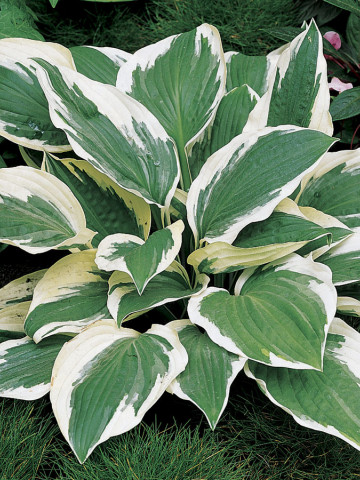 Crin de toamna Hosta Patriot (ghiveci 1,5 L), planta decorativa cu frunze culoare verde-satinat si margini ivorii