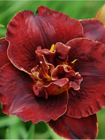 Crin Hemerocallis Burgundy Love (ghiveci 1,5 L), crin de o zi cu flori mari, batute, colorate in rosu-visiniu