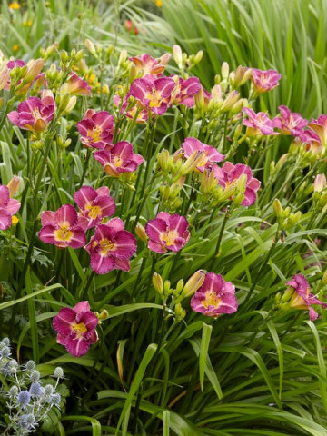 Crin Hemerocallis Entrapment (ghiveci 1,5 L), crin de o zi cu flori mari, gofrate, culoare violet aprins