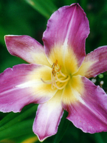 Crin Hemerocallis Nile Crane (ghiveci 1,5 L), crin de o zi cu flori stelate, colorate in violet-lavanda si galben