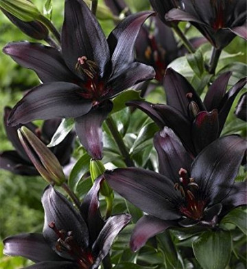 Crini Landini (1 bulb), floare neagra catifelata, bulbi de flori