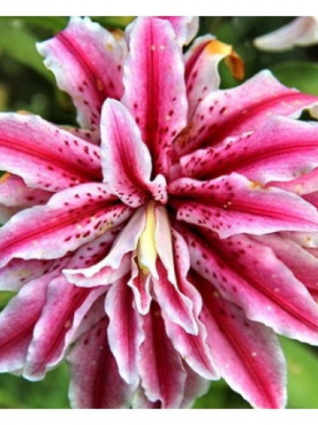 Crini Magic Star (1 bulb), roz cu alb, bulbi de flori
