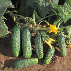 Crispina F1 (500 seminte) de castraveti cornison hibrid semitimpuriu, Nunhems