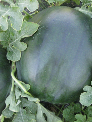 CRX 10041 F1 (500 seminte) de pepene verde tip Sugar Baby cu fructe dulci si seminte putine buna rezistenta la crapare si transport, Cora Seeds