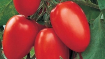 Cuzco F1 (500 seminte) de rosii cu crestere determinata ce se adapteaza foarte usor la diverse conditii de cultura si prezinta rezistenta la boli si daunatori cu o capacitate buna de pastrare dupa recoltare, Sakata