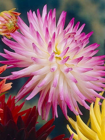 Dalie Cactus Pink and White (1 bulb), floare roz cu alb anuala, bulbi de flori
