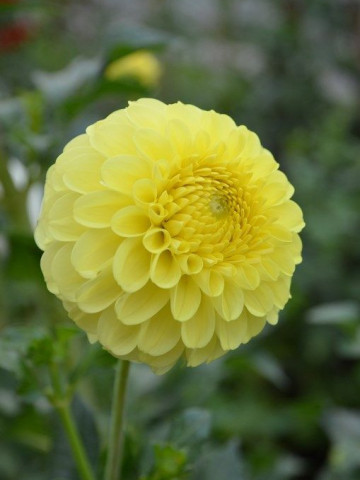 Dalie Golden Torch (1 bulb), dalie cu flori perfect rotunde, de culoare galben luminos, bulbi de flori