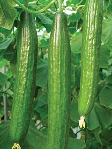 Defense F1 - 1000 sem - Seminte de castraveti cu fructe de culoare verde inchis avand o lungime de 30-33 cm productii constante si o putere mare de regenerare de la Enza Zaden