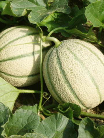 Donar F1 (1000 seminte) pepene galben semitimpuriu tip Cantalup sere solarii camp, Rijk Zwaan