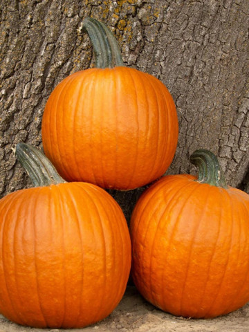 Dovleac pentru Halloween Ghostrider (2 g), seminte de dovleac portocaliu, cu coaja neteda, Kertimag