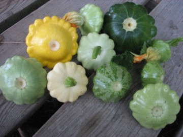 Dovlecel Patison mix (10 seminte) dovlecel Patison, soiuri productive , diferite culori, Agrosem