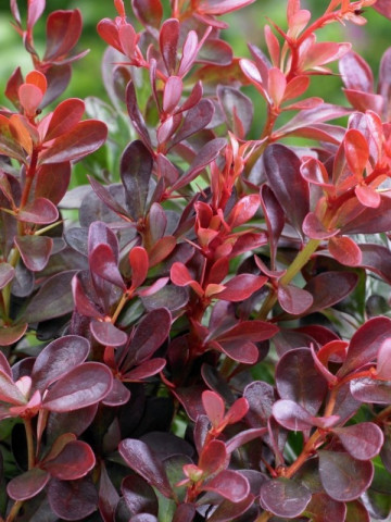 Dracila, 3 butasi de dracila Berberis thunbergii, arbust decorativ prin frunzele ce isi schimba culoarea, florile galbene si fructele rosii, Yurta