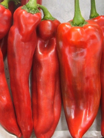 Fermier - 1 gr - Seminte Ardei Capia Lung FERMIER Soi Semitimpuriu de la Mefim Agro