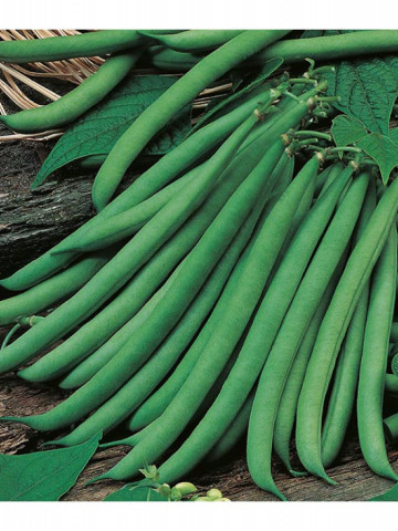Ferrari (25 kg) seminte fasole fideluta verde, pasti lungi si drepte, RACI Sementi