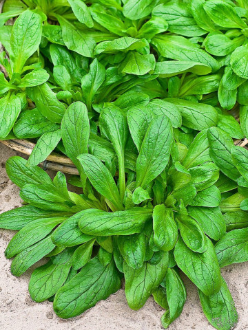 Fetica (salata Mielului) 2 gr seminte planta anuala medicinala pentru salate, Agrosem