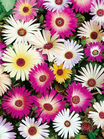 Floare de cristal mix (0.3 gr) seminte de plante anuale cu flori in culori vii, asemanatoare margaretelor, Agrosem