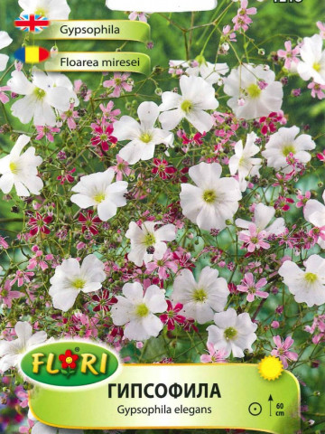 Floarea Miresei - Seminte Flori Planta Anuala de la Florian