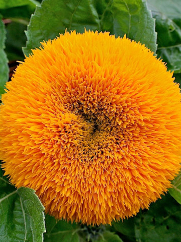 Floarea soarelui decorativa batuta (1 gr) seminte de plante anuale cu flori mari galbene, involte, batute, Agrosem