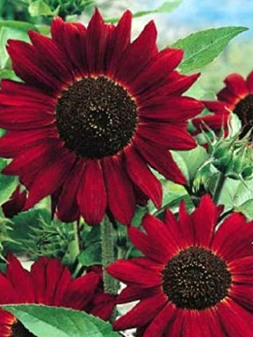 Floarea soarelui rosie Evening Sun (1.5 gr) seminte de plante anuale cu flori rosii, Agrosem