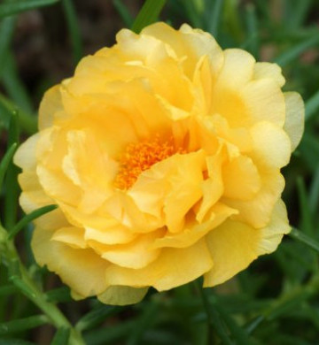 Flori de piatra galbene duble (1000 seminte) floarea de piatra galbena Portulaca grandiflora, Agrosem
