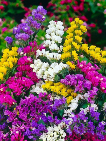 Garoafa mării (0.2 g) seminte de plante perene frumos colorate, plante cu flori nemuritoare, numite si flori de pai, Horti Tops