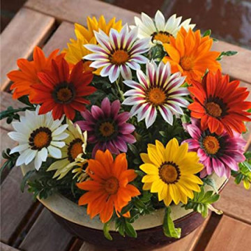 Gazania mix (0.1 gr) seminte de plante anuale cu flori superbe, divers colorate, Agrosem