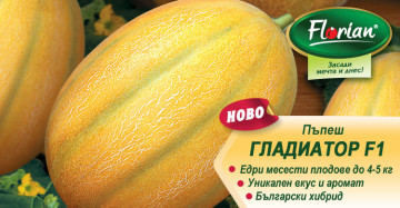 Gladiator F1 (25 seminte) pepene galben tip feliat bulgaresc semi-timpuriu, fruct 3,5 - 4 kg, Florian Bulgaria
