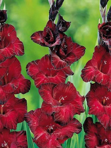 Gladiole Dark Red (5 bulbi), culoare rosu inchis, bulbi de flori