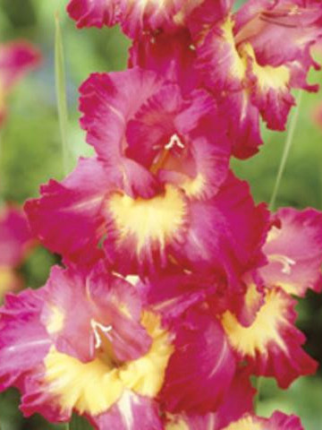 Gladiole Far West (7 bulbi), gladiole cu flori mari colorate in roz vibrant, ce inconjoara un miez galben luminos, bulbi de flori