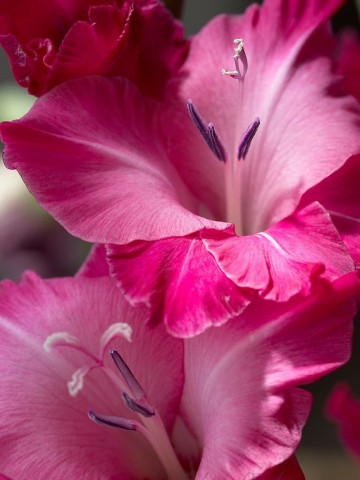 Gladiole Pink (5 bulbi), gladiole cu flori mari, superbe, de un roz adanc, bulbi de flori