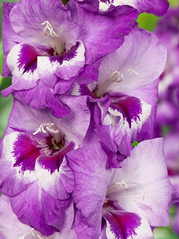 Gladiole Vista (7 bulbi), gladiole cu petale decorate artistic cu violet-lavanda si purpuriu intens, bulbi de flori