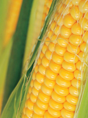 Golden Bantam (100 gr) seminte de porumb zaharat soi de calitate superioara, Raci Sementi