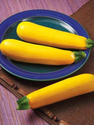 Golden Glory F1 - 500 sem - Seminte de dovlecei extratimpuriu cultivare camp/ solar tolerant la frig culoare galben intens de la Syngenta