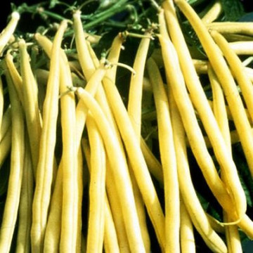 Golden Goal - 100 gr - Seminte de Fasole Pitica Galbena Cilindrica de la Florian
