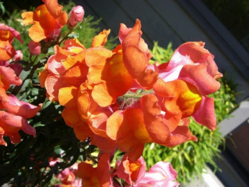 Gura leului pitica portocalie (40 seminte) planta decorativa, placut mirositoare, Agrosem