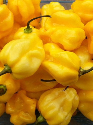 Habanero Lemon (150 seminte) seminte ardei foarte iute Habanero Galben soi mexican, cel mai iute din lume, Laktofol