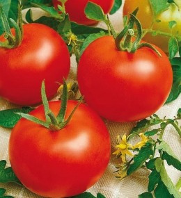 Heinz 1350 (10 gr) seminte de Tomate Heinz 1350 Origine Olanda soi cu Crestere Determinata