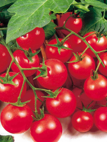 Henriet Snack (60 seminte) rosii cu fructe mici pentru salata, Agrosel