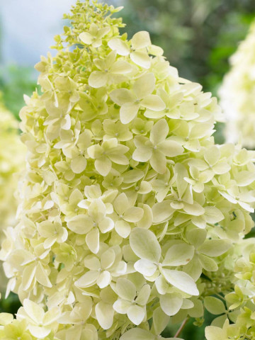 Hortensie Phantom (1 m in ghiveci de 2 L), Hydrangea paniculata, arbust ornamental cu flori grupate in buchete conice, albe, ce devin roz spre toamna