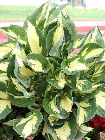 Hosta Colored Hulk (ghiveci 1,5 L), planta decorativa cu frunze culoare verde-lime si verde inchis