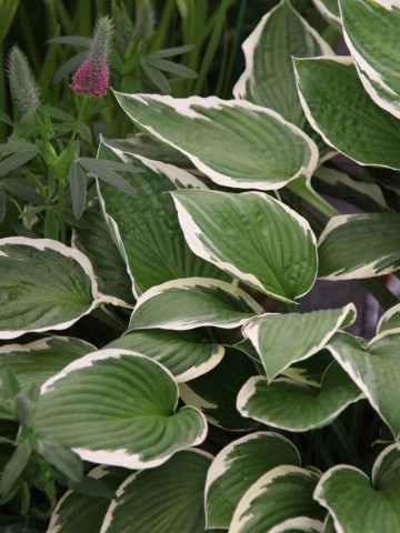 Hosta Francee fortunei (ghiveci 1,5 L), planta decorativa cu frunze verde-olive marginite cu alb