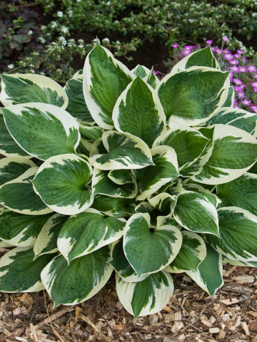 Hosta Karin (ghiveci 1,5 L), planta decorativa cu frunze culoare verde inchis cu margini galben-cremos