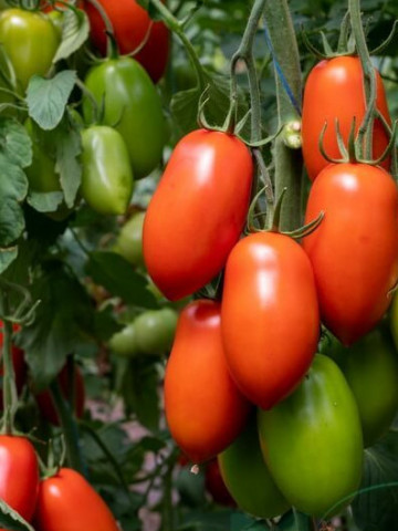 Hummer F1 (250 seminte) tomate prunisoare foarte productive, toleranta la TSWV si temperaturi ridicate, 140 - 160 gr, Fito Semillas