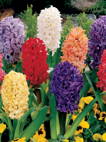 Hyacinthus mix (3 bulbi), zambile mixte parfumate, bulbi de flori