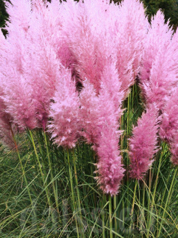 Iarba de Pampas roz (250 seminte), seminte de iarba decorativa, cu flori roz, pufoase, Laktofol